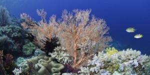 بالبلدي: اكتشاف هام عن فترة سبات المرجان في فصل الشتاء!
