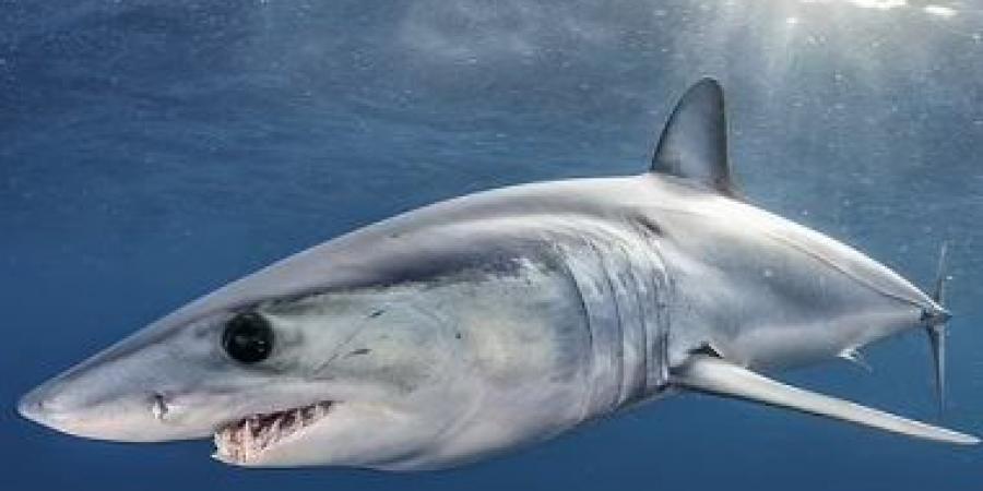 بالبلدي: العلماء يحددون خريطة أسماك القرش العالمية لحمايتها من التهديدات البشرية