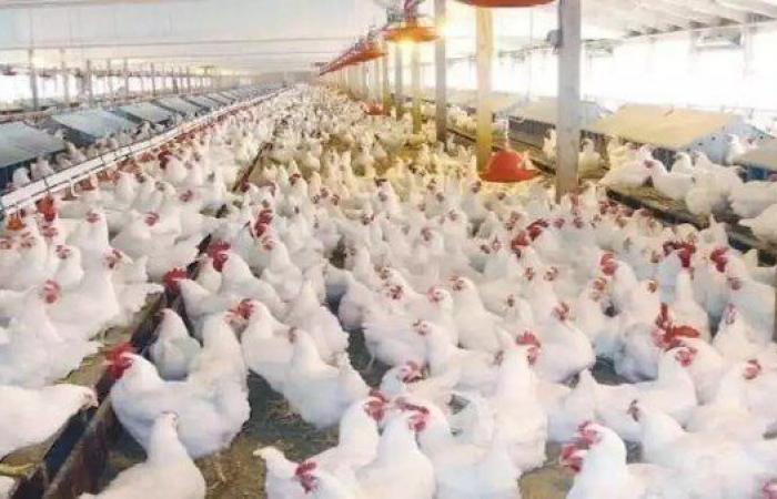 بالبلدي: أسعار
      الفراخ
      واللحوم
      البيضاء
      والكتاكيت
      اليوم
      الأربعاء
      5
      أغسطس
      2026