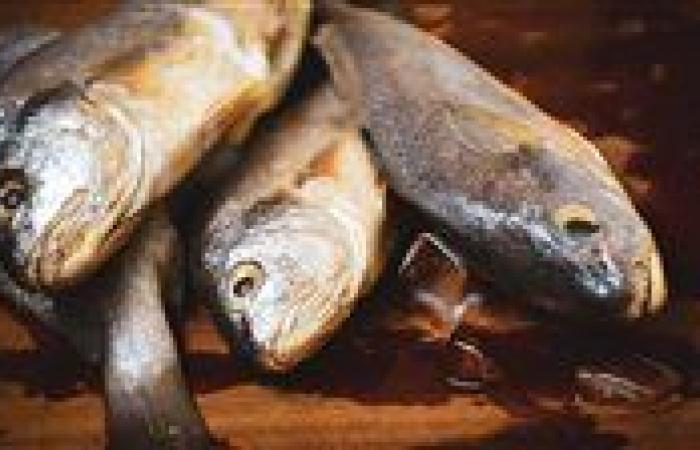 بالبلدي: أسعار
      السمك
      اليوم
      الجمعة
      7
      -
      8
      -
      2026