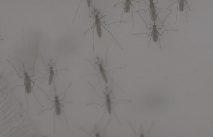 بالبلدي: البعوض أذكى ممّا تظن.. يتذكّر من يحاولون ضربه لتجنّبهم