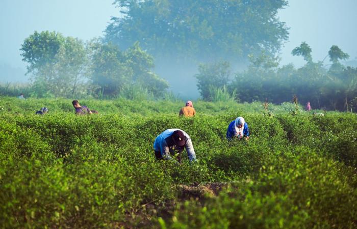 بالبلدي: حيث تبدأ رحلة أفخم العطور.. مصورة مصرية توثق كفاح مزارعي الياسمين في ريف مصر
