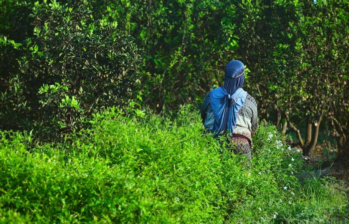 بالبلدي: حيث تبدأ رحلة أفخم العطور.. مصورة مصرية توثق كفاح مزارعي الياسمين في ريف مصر