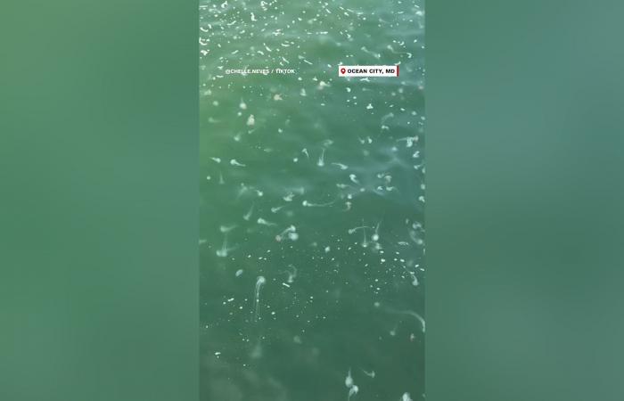 بالبلدي: "لم أرَ شيئًا كهذا في حياتي".. أسراب من قناديل البحر تغزو أحد شواطئ ولاية ماريلاند