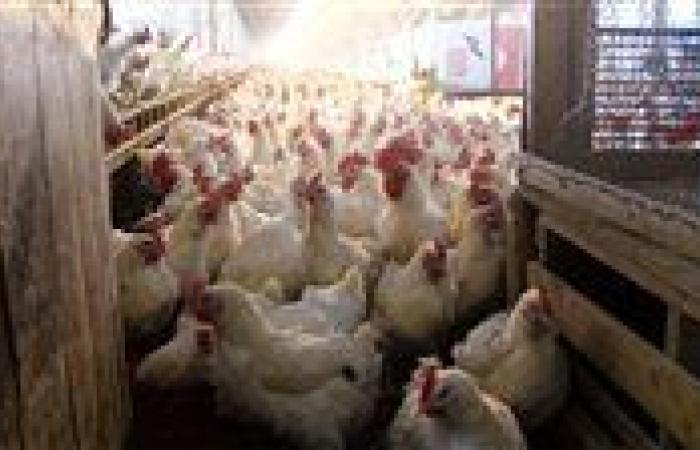 بالبلدي: أسعار
      الدواجن
      والبيض
      اليوم
      الإثنين
      17
      -
      8
      -
      2026