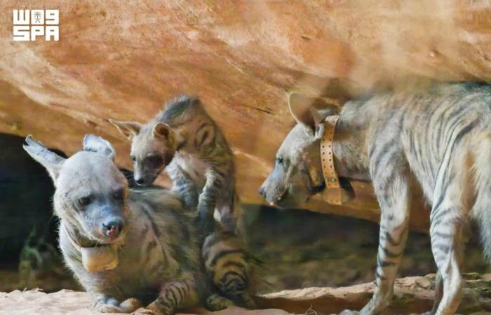 بالبلدي: إنجاز بيئي لافت.. تسجيل أولى ولادات الضبع المخطّط في محمية نيوم بالسعودية