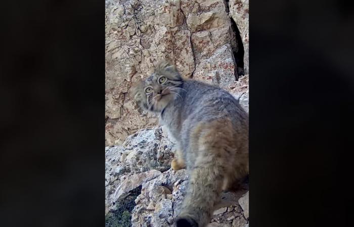بالبلدي: السنّور المغولي.. لقطات نادرة لقط خجول وغامض أمام الكاميرا