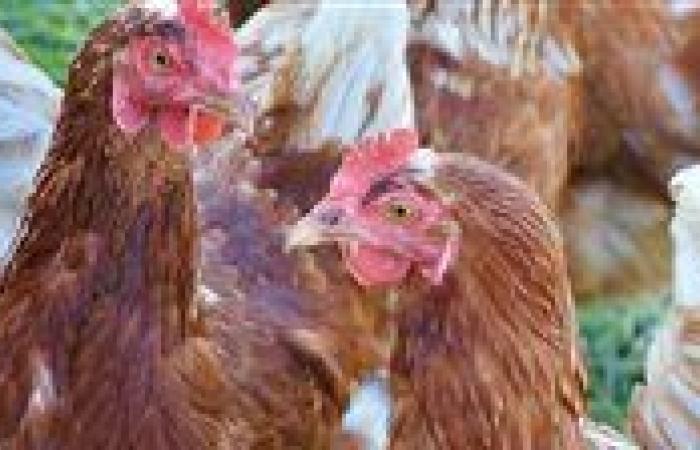 بالبلدي: أسعار
      الدواجن
      والبيض
      اليوم
      الخميس
      20
      -
      8
      -
      2026