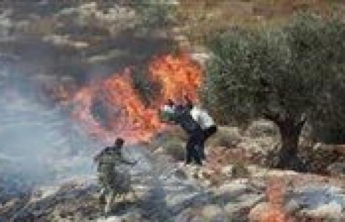 بالبلدي: الاحتلال
      والمستوطنون
      يسرقون
      أكثر
      من
      200
      رأس
      من
      الأغنام
      في
      الخليل|فيديو