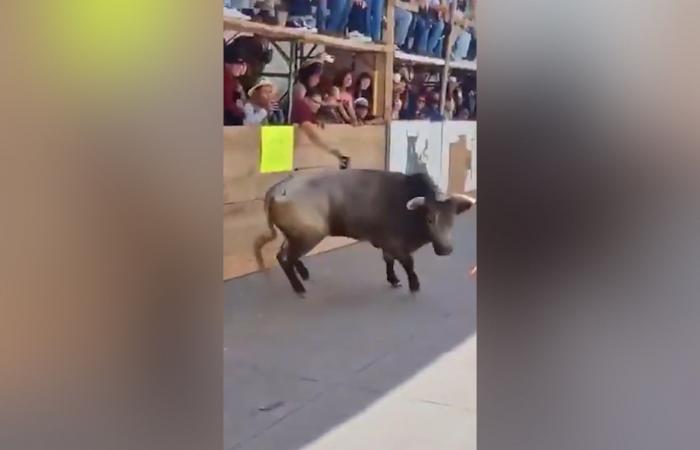 بالبلدي: شاهد.. ثور ينطح رجلًا حتى الموت خلال مهرجان سنوي في المكسيك