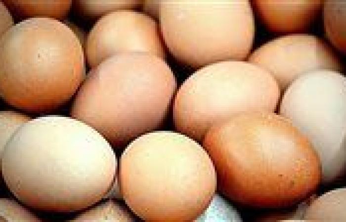 بالبلدي: حقيقة
      تلوث
      البيض
      المصرى
      بالسالمونيلا