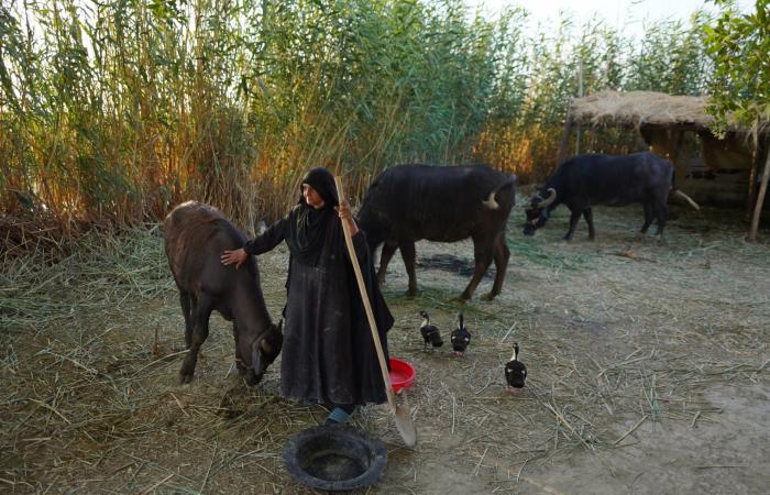 بالبلدي: بقاربها وحقيبتها.. مصوّر يوثّق رحلة طالبة إلى المدرسة عبر أهوار العراق