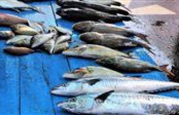 بالبلدي: أسعار
      السمك
      اليوم
      الجمعة
      28
      -
      8
      -
      2026
