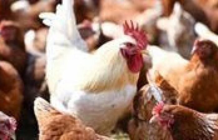 بالبلدي: أسعار
      الدواجن
      والبيض
      اليوم
      الإثنين
      7
      -
      9
      -
      2026