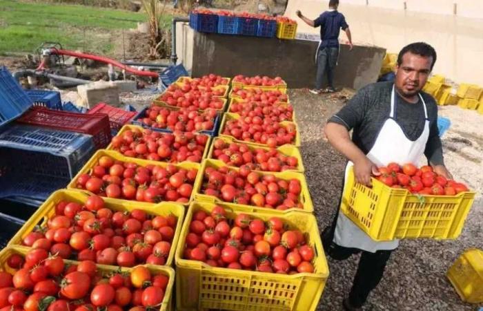 عيد
      الفلاح
      الـ74..
      9.5
      مليون
      طن
      صادرات
      زراعية
      و60
      سوقًا
      جديدًا
      أمام
      المنتجات
      المصرية
