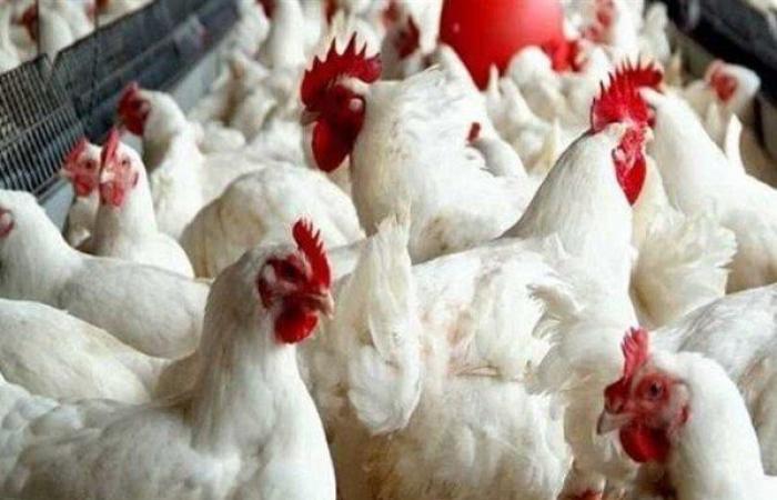 بالبلدي : الفراخ
      البيضاء
      بكام؟..
      أسعار
      الدواجن
      بالأسواق
      اليوم
      الثلاثاء
      22-9-2026