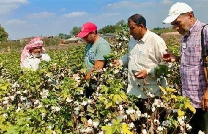 بالبلدي : «زراعة
      المنوفية»
      تعلن
      بدء
      موسم
      جمع
      محصول
      القطن