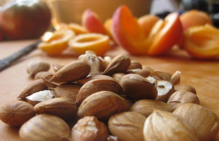 بالبلدي : فوائد لم تكن تعرفها عن بذور المشمش وقيمها الغذائية