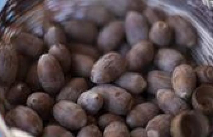 بالبلدي: ما
      هي
      الفوائد
      الصحية
      لثمرة
      البلوط؟