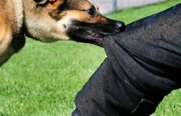 بالبلدي: بينهم
      صغار..
      إصابة
      8
      أشخاص
      عقرهم
      كلب
      مسعور
      في
      قنا