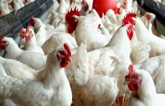 بالبلدي: الفراخ
      البيضاء
      بكام؟..
      أسعار
      الدواجن
      اليوم
      الأربعاء
      7-10-2026