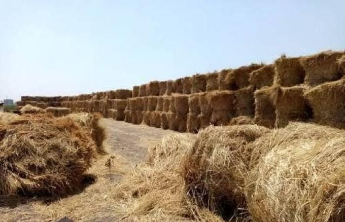 بالبلدي: الزراعة:
      تدوير
      495
      ألف
      طن
      من
      قش
      الأرز
      وإنتاج
      أعلاف
      وأسمدة
      عضوية
