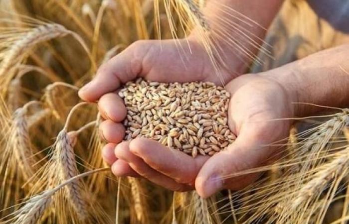 بالبلدي : الإحصاء:
      5.5%
      زيادة
      في
      إنتاج
      القمح
      بمصر
      خلال
      2024/2025
