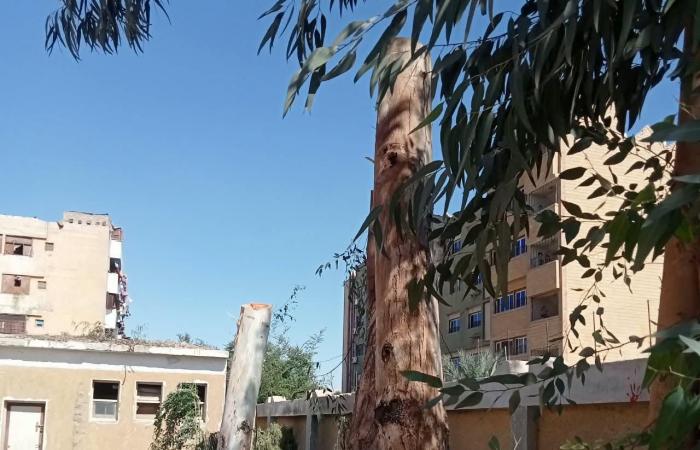 بالبلدي: قرار
      عاجل
      لـ«محافظ
      سوهاج»
      ضد
      مسؤولي
      مدرستين
      بساقلتة
      بسبب
      «التقليم
      الجائر»
      لأشجار
      معمرة