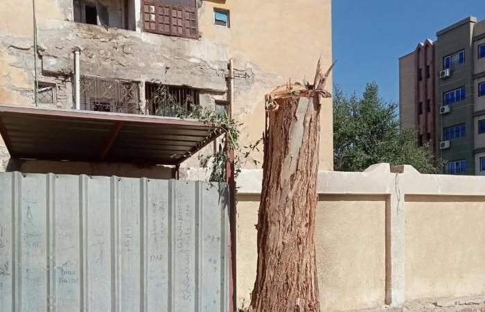 بالبلدي: قرار
      عاجل
      لـ«محافظ
      سوهاج»
      ضد
      مسؤولي
      مدرستين
      بساقلتة
      بسبب
      «التقليم
      الجائر»
      لأشجار
      معمرة