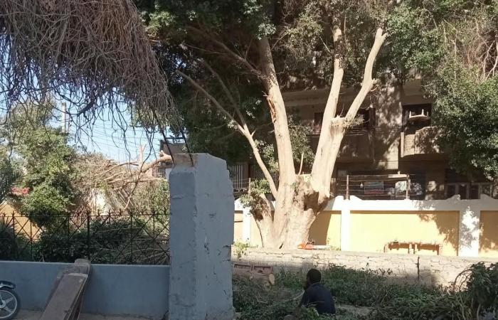 بالبلدي: قرار
      عاجل
      لـ«محافظ
      سوهاج»
      ضد
      مسؤولي
      مدرستين
      بساقلتة
      بسبب
      «التقليم
      الجائر»
      لأشجار
      معمرة