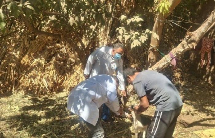 بالبلدي: «بيطري
      القليوبية»
      يعلن
      موعد
      إنطلاق
      الحملة
      القومية
      للتحصين
      ضد
      مرض
      الجلد
      العقدى