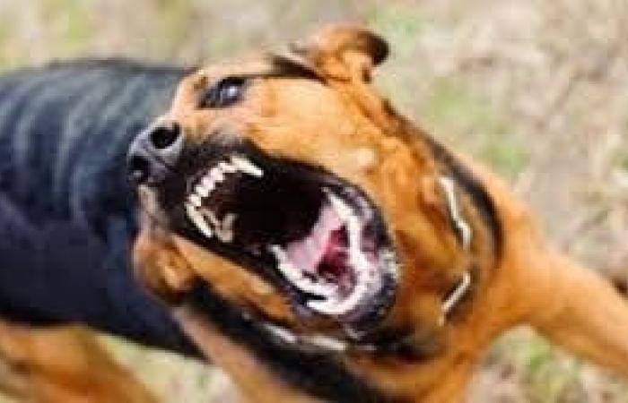 بالبلدي : مطاردة
      كلب
      ضال
      عقر
      7
      حالات
      في
      الباجور
      بالمنوفية