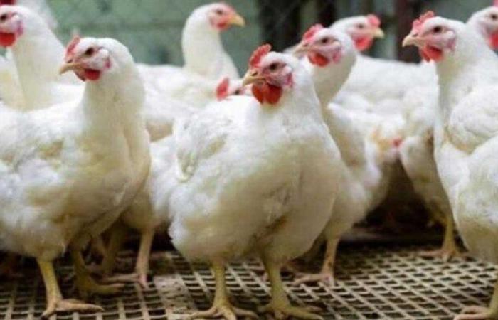 بالبلدي : أسعار
      الفراخ
      البيضاء
      والبلدي
      اليوم
      الخميس..
      كرتونة
      البيض
      بكام؟