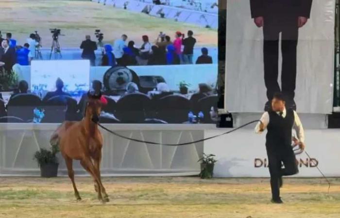 بمشاركة
      5
      دول
      عربية..
      انطلاق
      الدورة
      الـ30
      من
      مهرجان
      الشرقية
      للخيول
      العربية
      الأصيلة