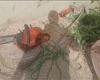 بالبلدي: ضبط
      مواطن
      بتهمة
      قطع
      شجرة
      دون
      ترخيص
      بالطريق
      العام
      بالأقصر