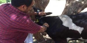 بالبلدي: محافظ المنيا: تحصين 75 ألف رأس ماشية خلال الحملة القومية لتحصين الثروة الحيوانية