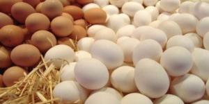 بالبلدي: أسعار بيض المائدة بمنافذ وزارة التموين بعد التخفيض.. التفاصيل