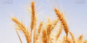 بالبلدي: "الزراعة" تنشر الخريطة الصنفية لمحصول القمح خلال موسم 2023/2024