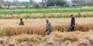 بالبلدي: الزراعة تعلن رفع حالة الطوارئ القصوى استعدادًا لموسم القمح