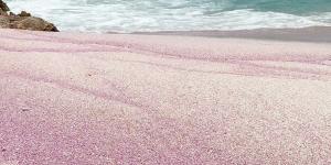 بالبلدي: راكب أمواج يكتشف "شاطئ وردي اللون" في سلطنة عُمان..كيف وجده؟