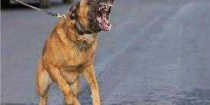 تجديد حبس المتهمين بإطلاق كلب شرس على طالب وإصابته في الشيخ زايد
