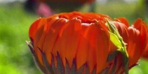 بالبلدي : زهور الأقحوان تكسو حقول الفيوم باللون البرتقالي