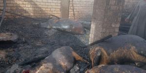 بالبلدي : حريق يلتهم 6 رؤوس ماشية وفدان قمح بأسيوط | صور