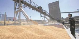 مصر ترفع وارداتها من القمح 36% خلال أول 4 أشهر من عام 2024