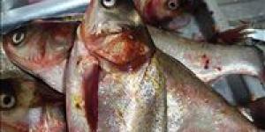 بالبلدي : خد بالك.. سمكة السيلفر شبيهة القاروص لا تصلح للاستخدام الآدمي