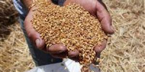 بالبلدي: وزير التموين يكشف عن نسب توريد القمح وموعد سداد مستحقات المزارعين