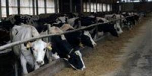 بالبلدي : وزارة الزراعة الأمريكية تكتشف أنفلونزا الطيور في عينات أنسجة أبقار تم إرسالها للذبح