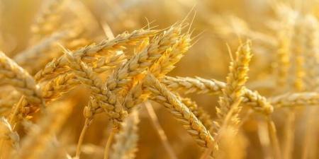 "الزراعة" تطلق خدمة حصاد القمح المجاني لصغار المزارعين بالبلدي | BeLBaLaDy