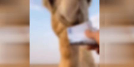 بالبلدي: السعودية.. فيديو رجل يُطعم بعيرا عملة ورقية يثير استهجانا والداخلية ترد