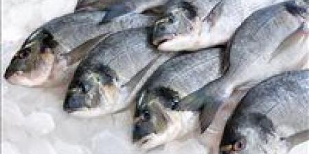 بالبلدي : أسعار السمك اليوم الجمعة 3 مايو 2024 في الأسواق